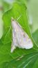 Ostrinia nubilalis